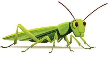 vector illustration of green grasshopper clipart
