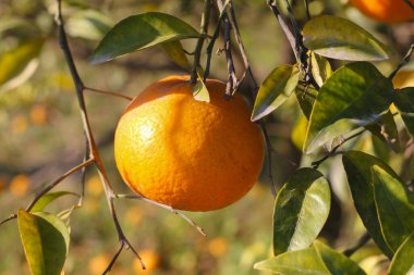 Portakal ağacı çiftliği Yaz arkaplanı Limon bahçesi