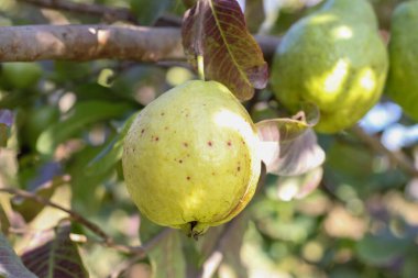 Guava Ağacı 'nda olgun tropikal meyveli Guava. Psidium Guajava