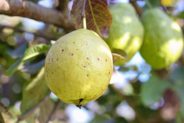 Guava Ağacı 'nda olgun tropikal meyveli Guava. Psidium Guajava