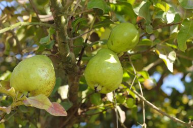 Guava Ağacı 'nda olgun tropikal meyveli Guava. Psidium Guajava