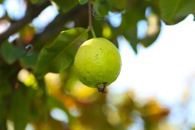 Guava Ağacı 'nda olgun tropikal meyveli Guava. Psidium Guajava