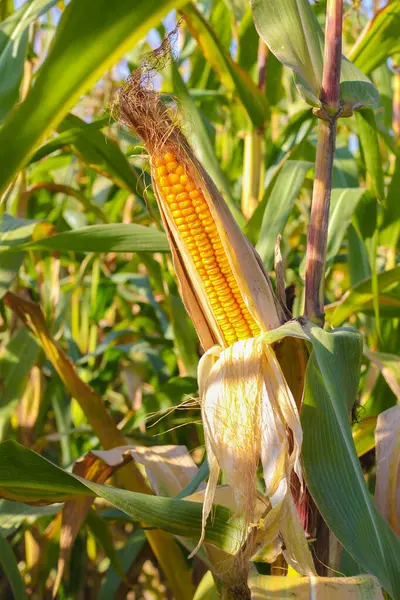 Ear of yellow corn with the kernels still attached to the cob on the stalk in organic corn field.