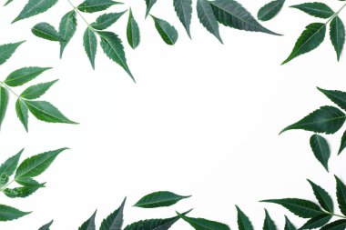 green frame of fresh leaves on white background clipart