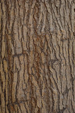close up Old dry tree brown bark background and texture clipart