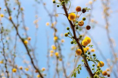 Kızıl Akasya ağacının (Acacia seyal) sarı çiçekleri, sakız Arap üretimi için kullanılır.