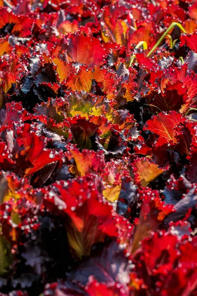 Fresh organic red leaves lettuce salad plant in hydroponics vegetables farm syste