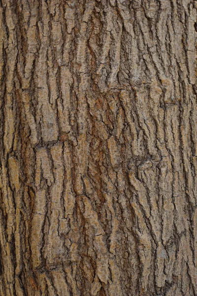 Γκρο Πλαν Παλιό Ξηρό Δέντρο Καφέ Φλοιό Φόντο Και Υφή — Φωτογραφία Αρχείου