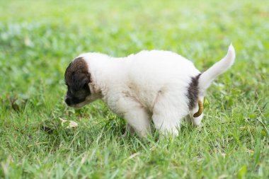 Taylandlı köpek çim tarlasına sıçıyor.