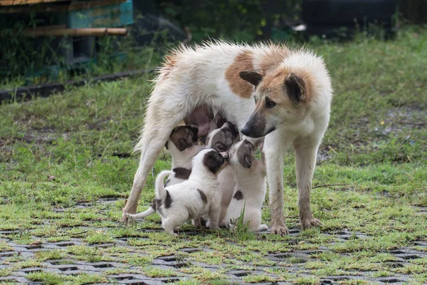 Thai dog feeding puppies, Thailand