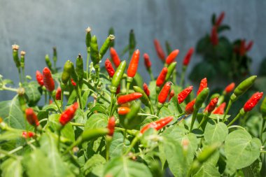 Kırmızı ve Yeşil biber bahçede büyüyen 