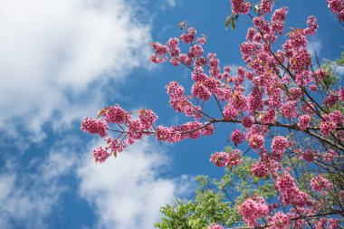 Wild Himalayan Cherry or Sour cherry (Prunus cerasoides) with blue sky, Royal agricultural Research Center (Khun Wang) located in Chiang Mai province. 