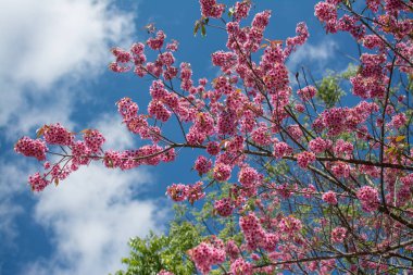 Wild Himalayan Cherry or Sour cherry (Prunus cerasoides) with blue sky, Royal agricultural Research Center (Khun Wang) located in Chiang Mai province. 