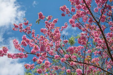 Wild Himalayan Cherry or Sour cherry (Prunus cerasoides) with blue sky, Royal agricultural Research Center (Khun Wang) located in Chiang Mai province. 