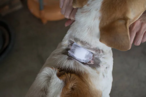 adhesive bandage on dog\'s neck, Thai dog