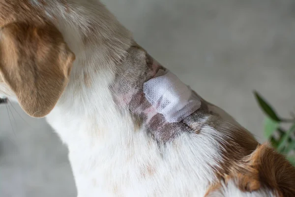 adhesive bandage on dog\'s neck, Thai dog