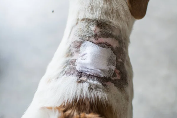 adhesive bandage on dog's neck, Thai dog