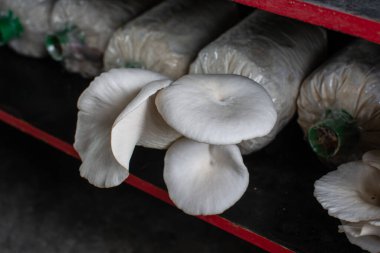 Mantar yetiştirme çiftliğinde istiridye mantarı.