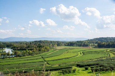 Singha Park 'taki çay tarlası, Tayland' daki Chiang Rai.