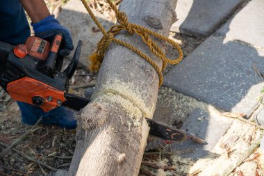 Adam ağacı kesmek için elektrikli testere kullanıyor. Ağaç kesen adam. 