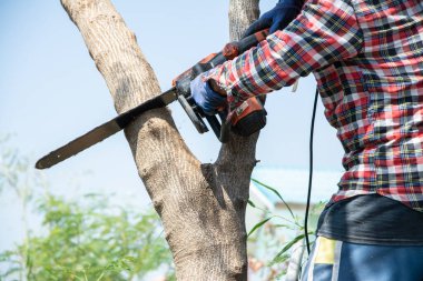 Adam ağacı kesmek için elektrikli testere kullanıyor. Ağaç kesen adam. 
