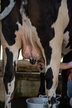 Çiftçi bir ineği elleriyle sağıyor..