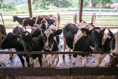Tayland 'da kapalı alanda sığır çiftliği