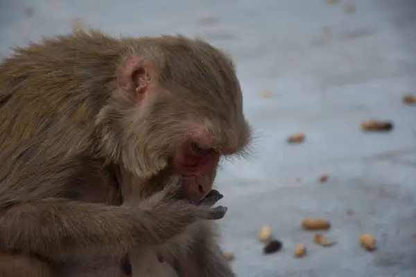 stock image Brown monkey eating banana and seeds in the Monkeytemple