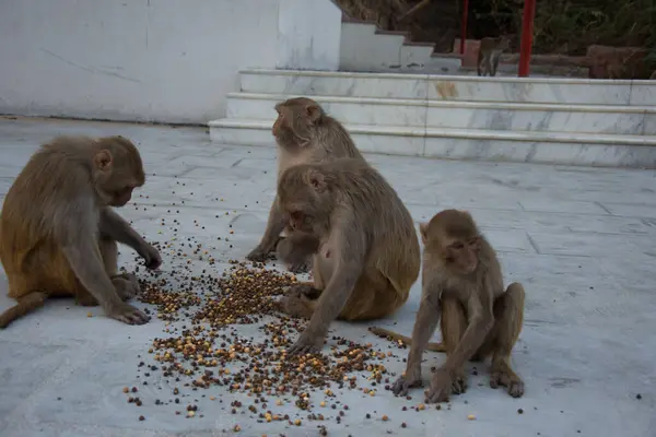 stock image Brown monkey eating banana and seeds in the Monkeytemple