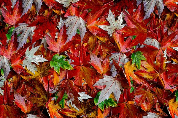Πεσμένο Φθινόπωρο Φωτεινά Πολύχρωμα Φύλλα — Φωτογραφία Αρχείου