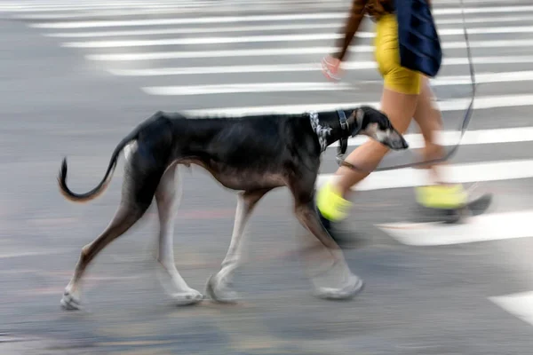 Прогулянка Собакою Вулиці Розмитому Русі — стокове фото