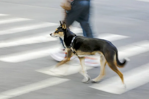 Выгуливание Собаки Улице Движении Размыто — стоковое фото