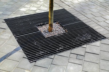 Kaldırımda büyüyen bir ağaç için koruma