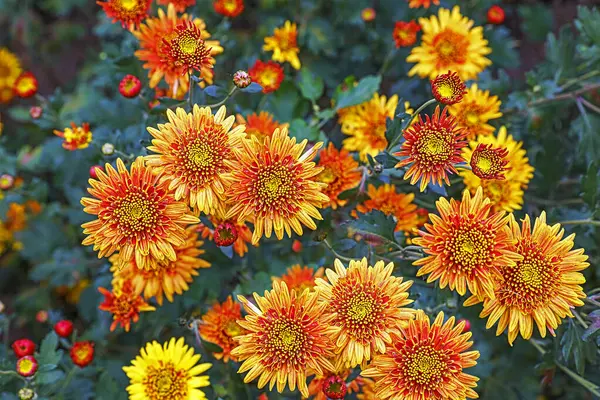 Ljusa Färgglada Krysantemum Blommor Rabatten Stockbild