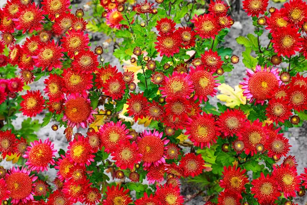 Jasné Barevné Květy Chryzantémy Záhonu Stock Obrázky