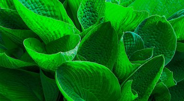 Çimenlik çimenlik yeşil süs yaprakları hosta