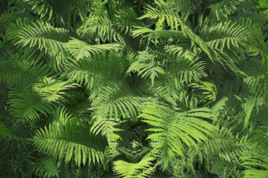 çiçekler ve yapraklar palms tropikal doğa kavramı