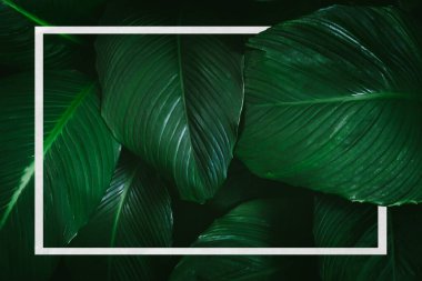 Creative frame layout on foliage. tropical leaves with dark green texture, nature background.