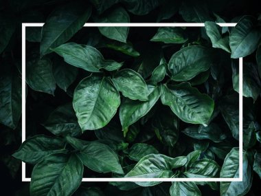 Creative frame layout on foliage. tropical leaves with dark green texture, nature background.
