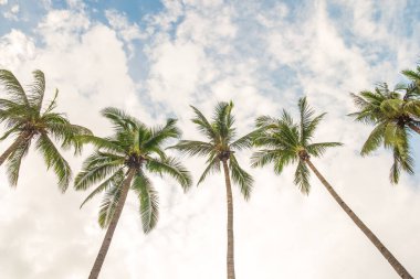 Coconut palm tree at beach with cloud on sky in summer - vintage color tone.	