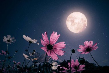 Romantik gece sahnesi - Bahçede güzel pembe çiçekler, gece gökyüzü ve dolunay. Kozmos geceleri çiçek açar