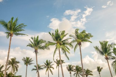 Coconut palm tree at beach with cloud on sky in summer - vintage color tone.	