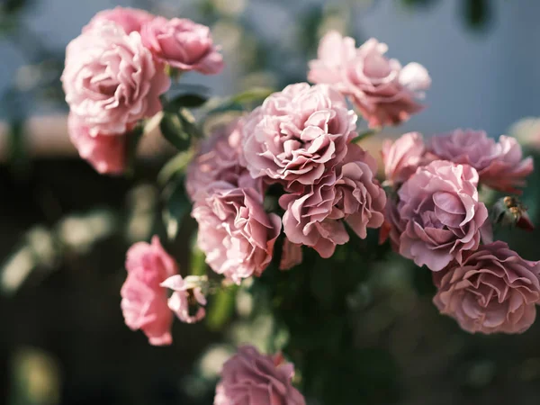 stock image Pink rose bouquet in natural light. vintage film tone color effect