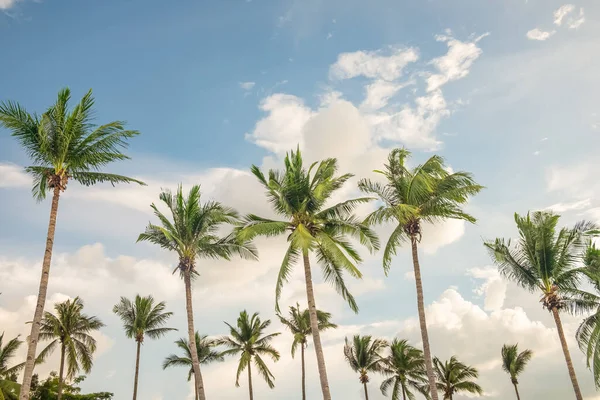 Coconut Palm Tree Beach Cloud Sky Summer Vintage Color Tone — Fotografia de Stock