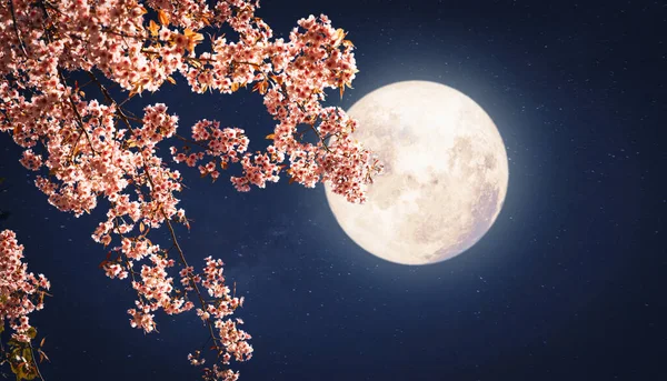 Romantische Nachtscène Prachtige Roze Bloesem Nacht Luchten Met Volle Maan — Stockfoto