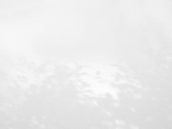 白墙上的热带树叶的自然阴影 图库图片