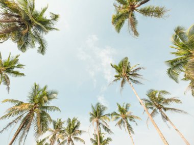 Yazın gökyüzünde bulut olan sahilde hindistan cevizi palmiyesi - klasik renk tonu.