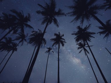 Plajda samanyolu ile süslü palmiye manzarası. Romantik bir gecede dramatik bir gece manzarası.