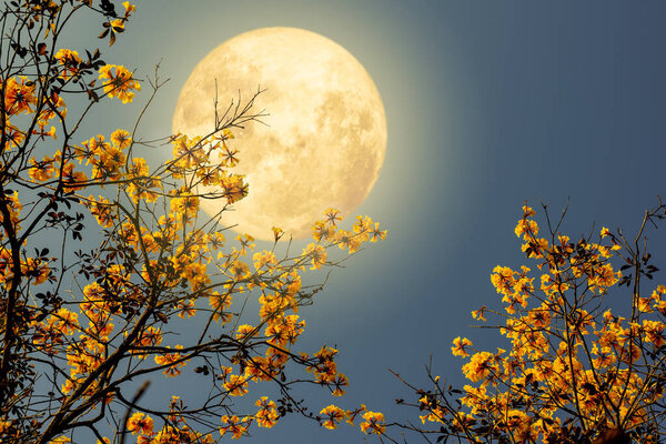 Romantic night scene - Beautiful flower blossom on tree with night skies and full moon. yellow flower in night.