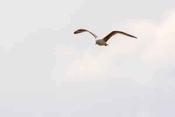 stock image A mediterraneum gull in flight